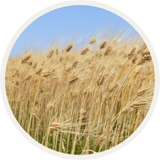 小麦のこだわり